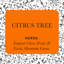 Luxury Citrus Tree Scented Designer Candle-2037197405