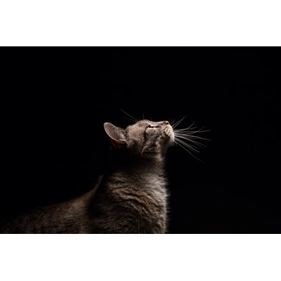 Cat by Paulbein - Wrapped Canvas Print