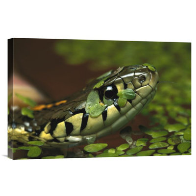 " Common Garter Snake "