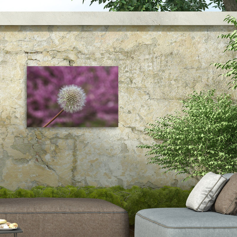 Kurt Shaffer Dandelion Seed Head Study On Pink Outdoor  Canvas, H 16 po x l 24 po