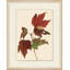 Maple Leaves 2 Framed Painting