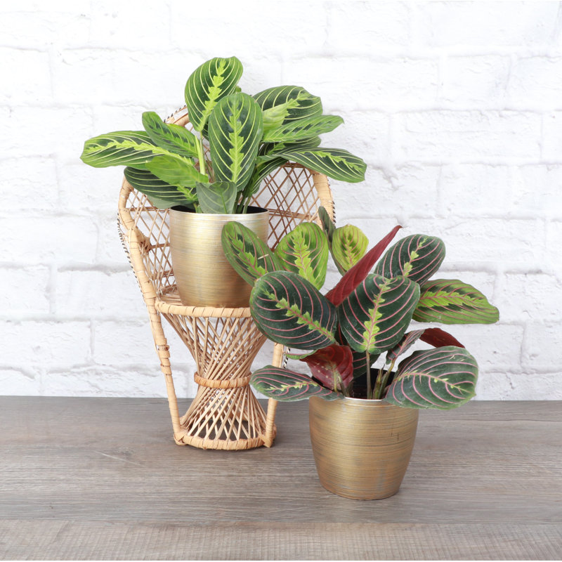 Live Prayer Plant Set in Classic Pots, Gold