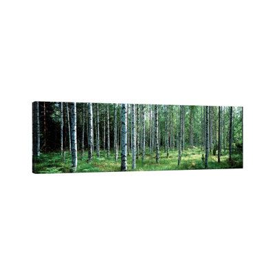 White Birches Aulanko National Park Finland by Panoramic Images - Wrapped Canvas Panoramic Print