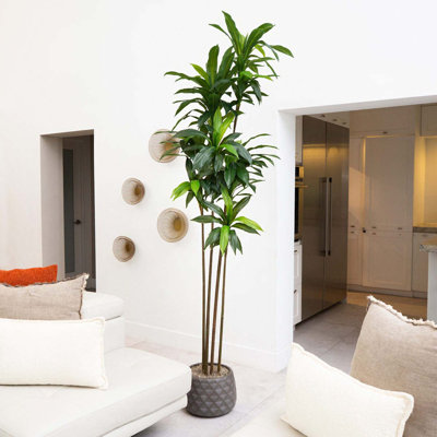 Artificial Dracaena Tree with Real Touch Leaves