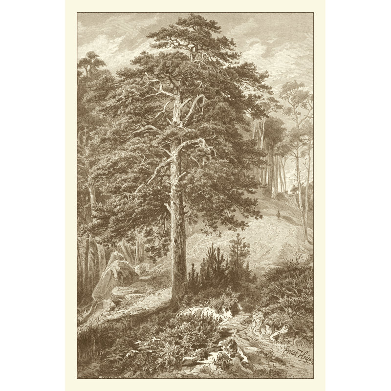 Sepia Wild Pine - No Frame Print on Canvas, 91cm H x 61cm W