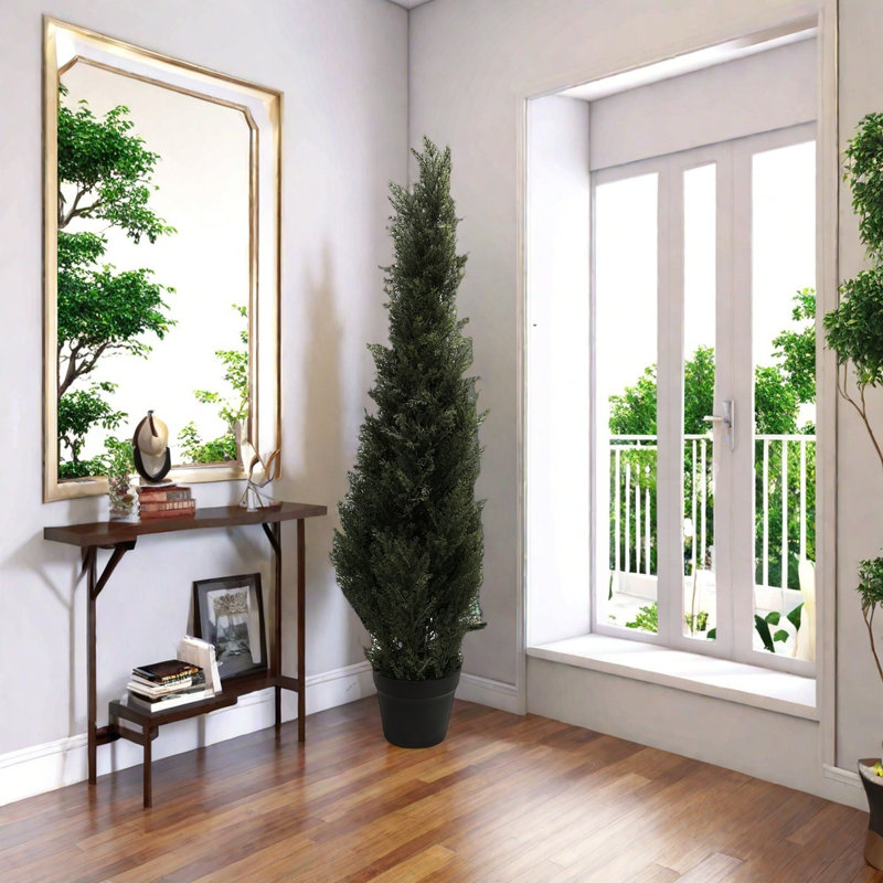 Cypress Plant, 25cm (W) x 25cm (D) x 90cm (H)