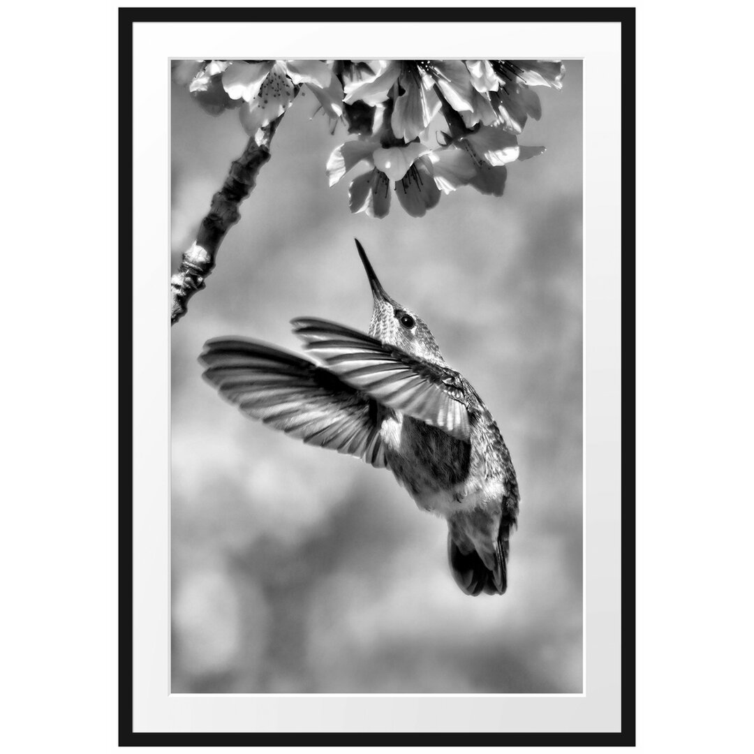 Gerahmtes Poster Kolibri an Kirschblüte