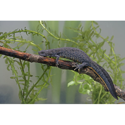 Great-Crested Newt - Wrapped Canvas Print
