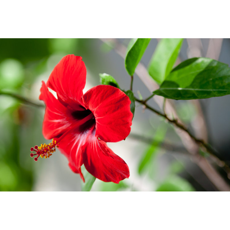 Hibiscus by Kisa_Markiza - Wrapped Canvas Print, 61cm H x 91cm W