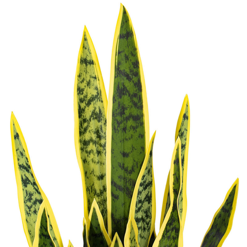 Faux Snake Plant in Cement Pot