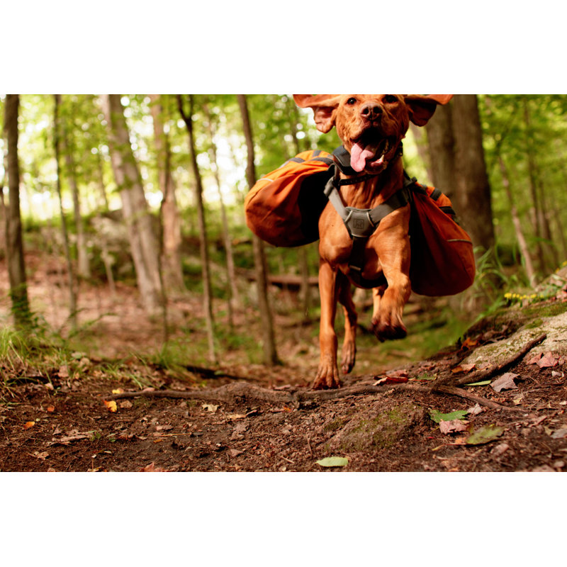 Vizsla Jumping With Backpack by FiN85 - Wrapped Canvas Print, 51cm H x 76cm W