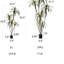 Fausse plante Dracaena-420941379