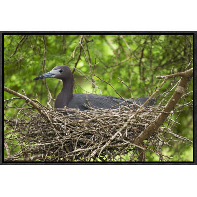 " Little Blue Heron On Nest "