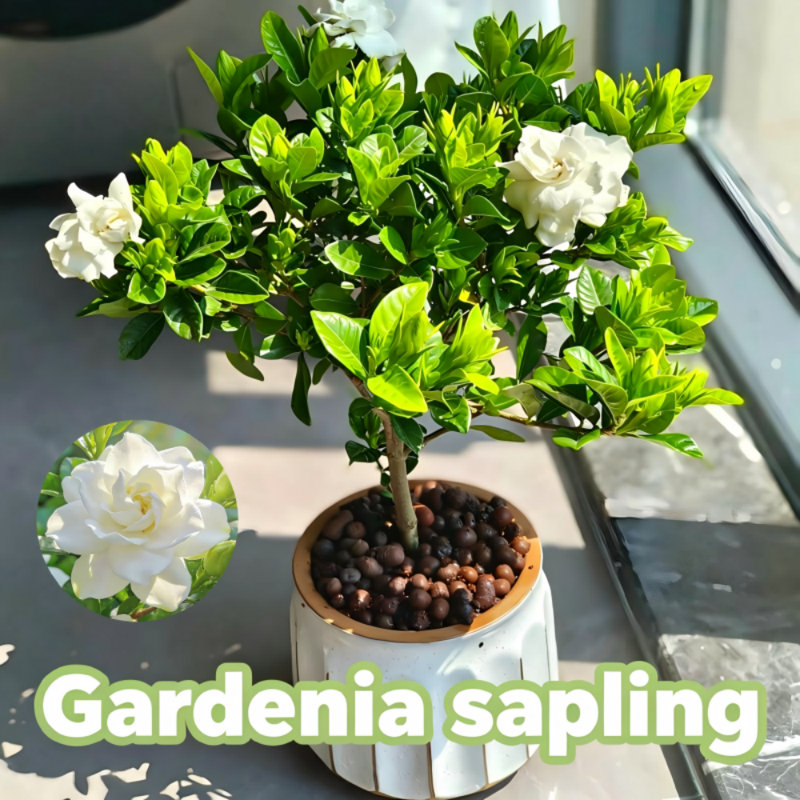 Cold Hardy Gardenia Jasminoides Live Plant - Healthy Rooted Flowering Tree, 1 Count, Intense Sweet Fragrance, Drought Tolerant for Outdoor Yard & Landscape