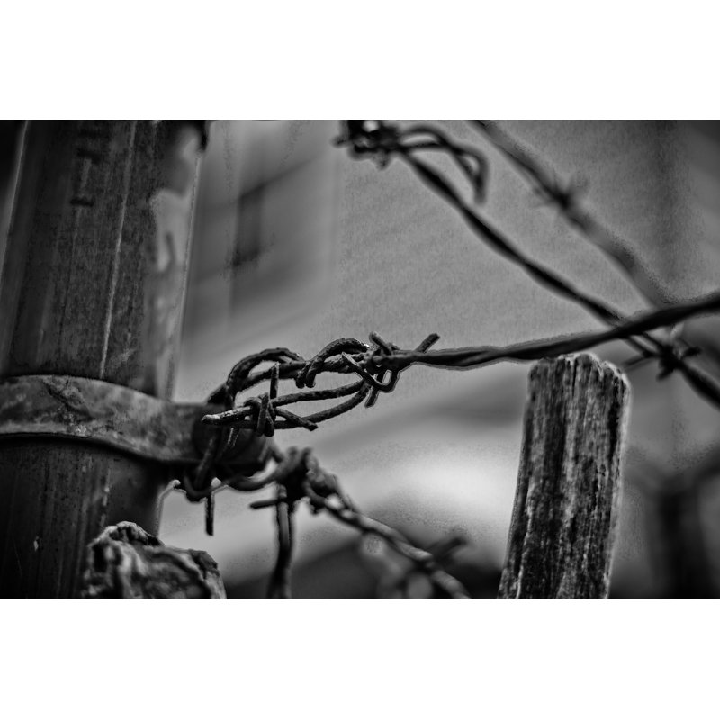 Barbed Wire Fence Print by Alan Scherer