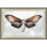 Painted Butterfly Diagram 3 Painting