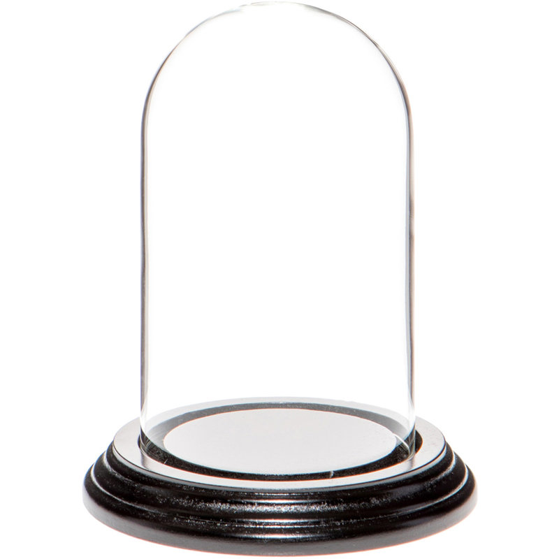 Cloche en verre 3 "x 5" Vucciria, Base en placage de bois noir
