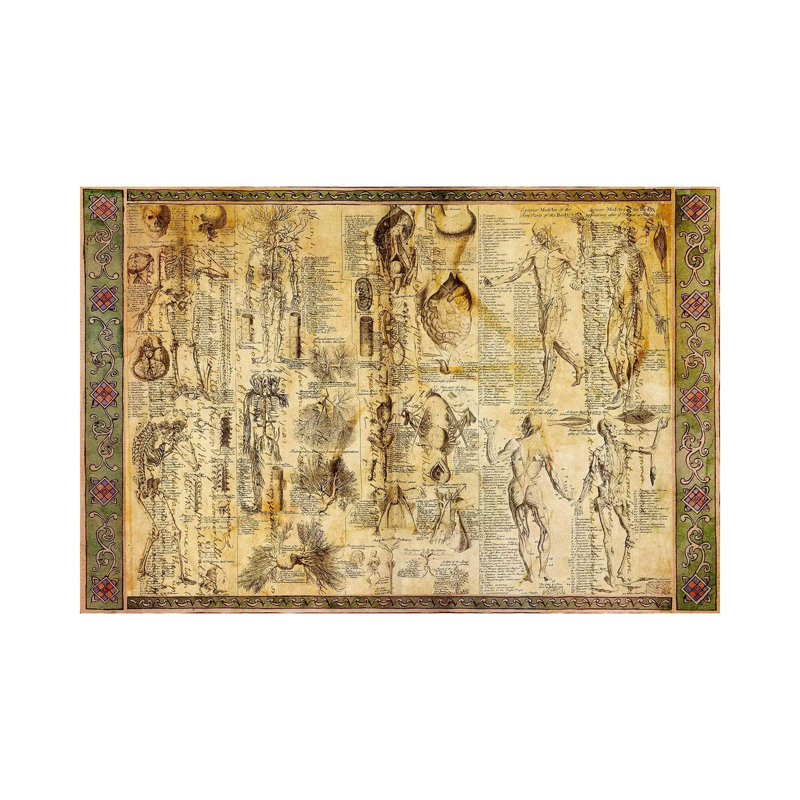 Tableau d'anatomie - impression sur toile tendue, H 12 po x l 18 po x 1,5 po