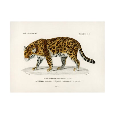 Bolog Charles Dessalines D Jaguar Canvas Art