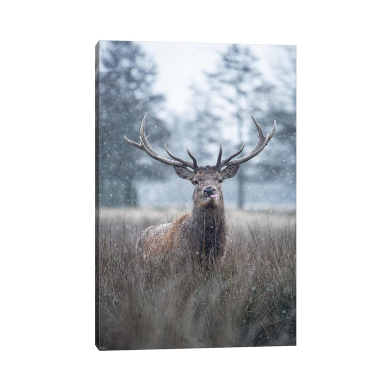 Snowflakes On Your Tongue by Max Ellis - Wrapped Canvas Print, 66.04 cm H x 45.72 cm W x 1.91 cm D