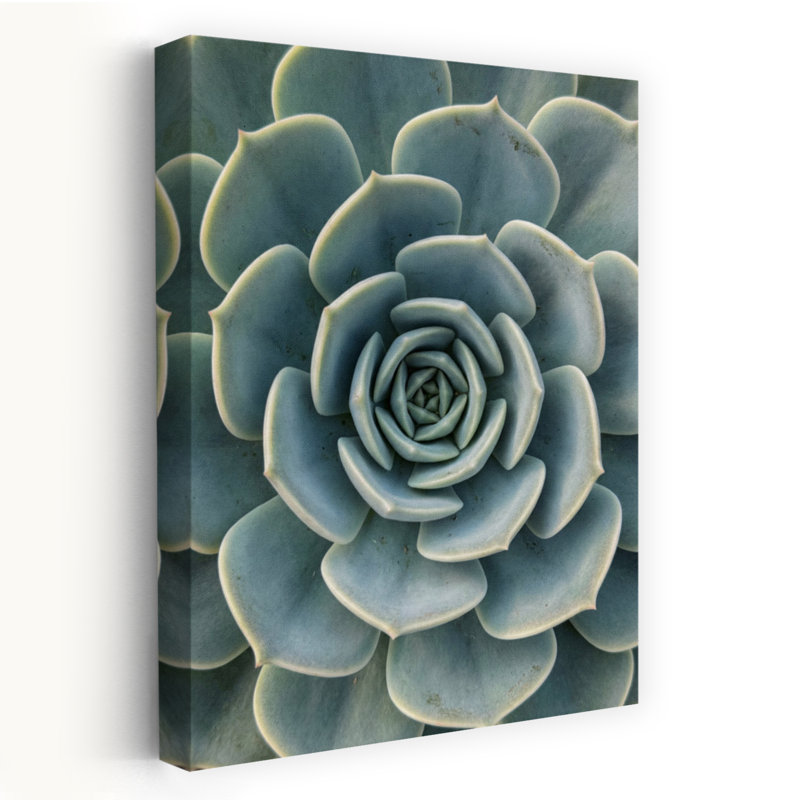 «Succulent Plant», art mural contemporain succulent, H 18 po x l 12 po