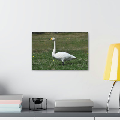 Whooper Hunting Whooper on Hunt Print Animal Wall Art
