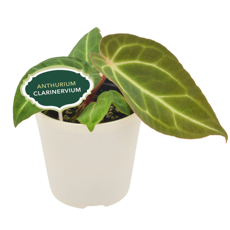 4" Anthurium Clarinervium