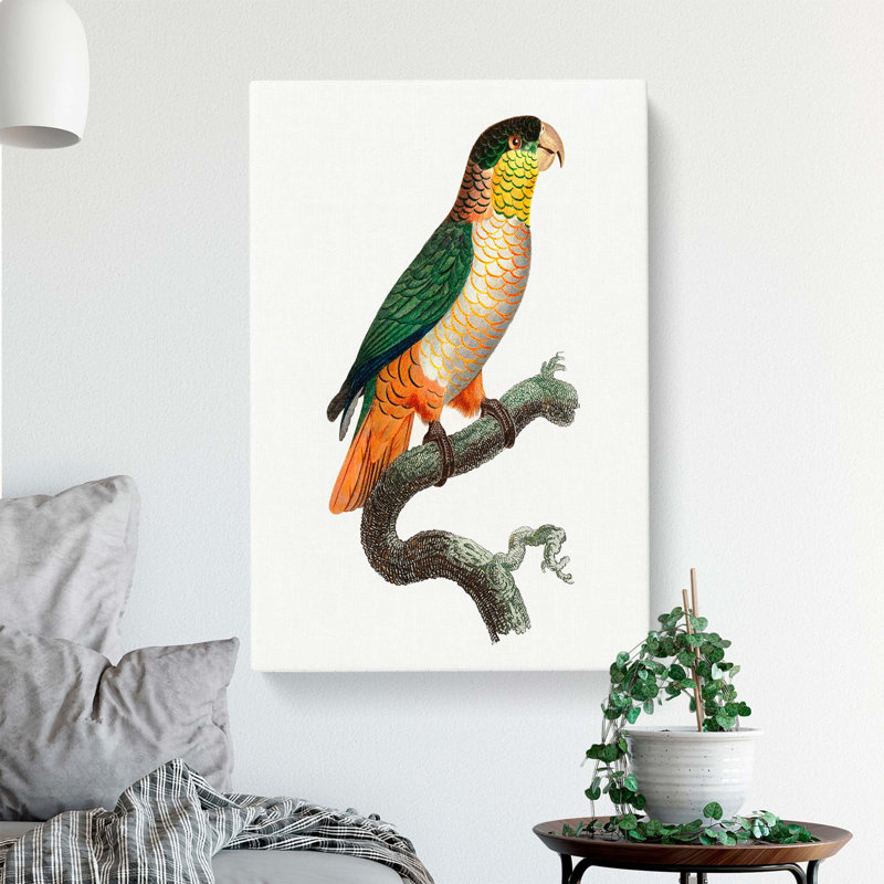 Black-Headed Parrot by F. Levaillant - Wrapped Canvas, 50cm H x 35cm W x 3cm D