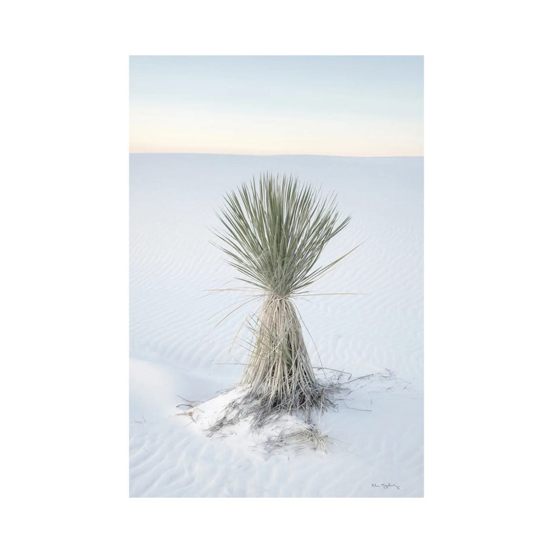 Yucca In White Sands National Monument 1 Piece Wrapped Canvas Wall Art, 66.04 cm H x 45.72 cm W x 3.175 cm D