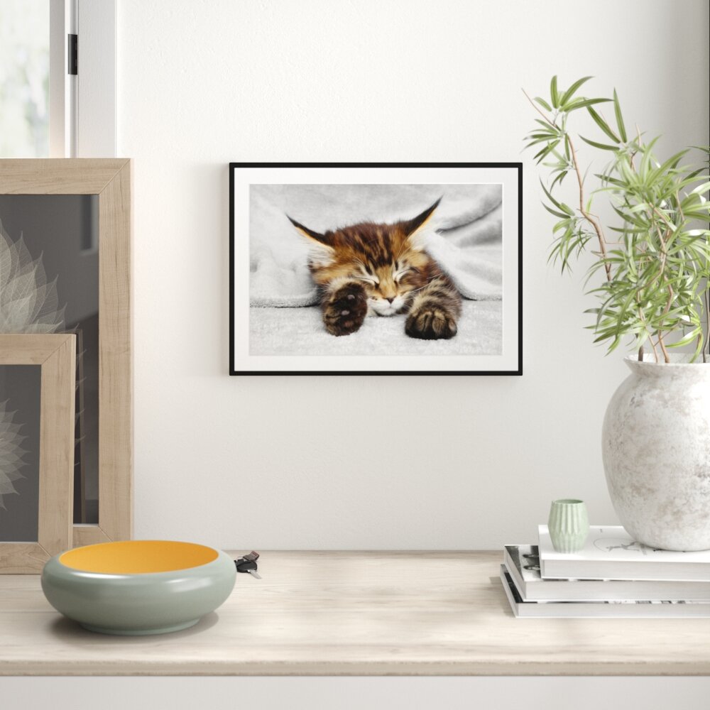 Gerahmtes Poster Schlafende Katze mit Großen Ohren