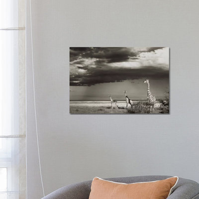 B&W Giraffe Trio by Klaus Tiedge - Print on Canvas