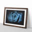 Pretty Blue Rose - Picture Frame Graphic Art Print-56861432-56861431
