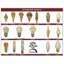 Ampoule DEL à intensité variable de 4 watts (équivalent à 40 watts), base E26 / moyenne (standard)