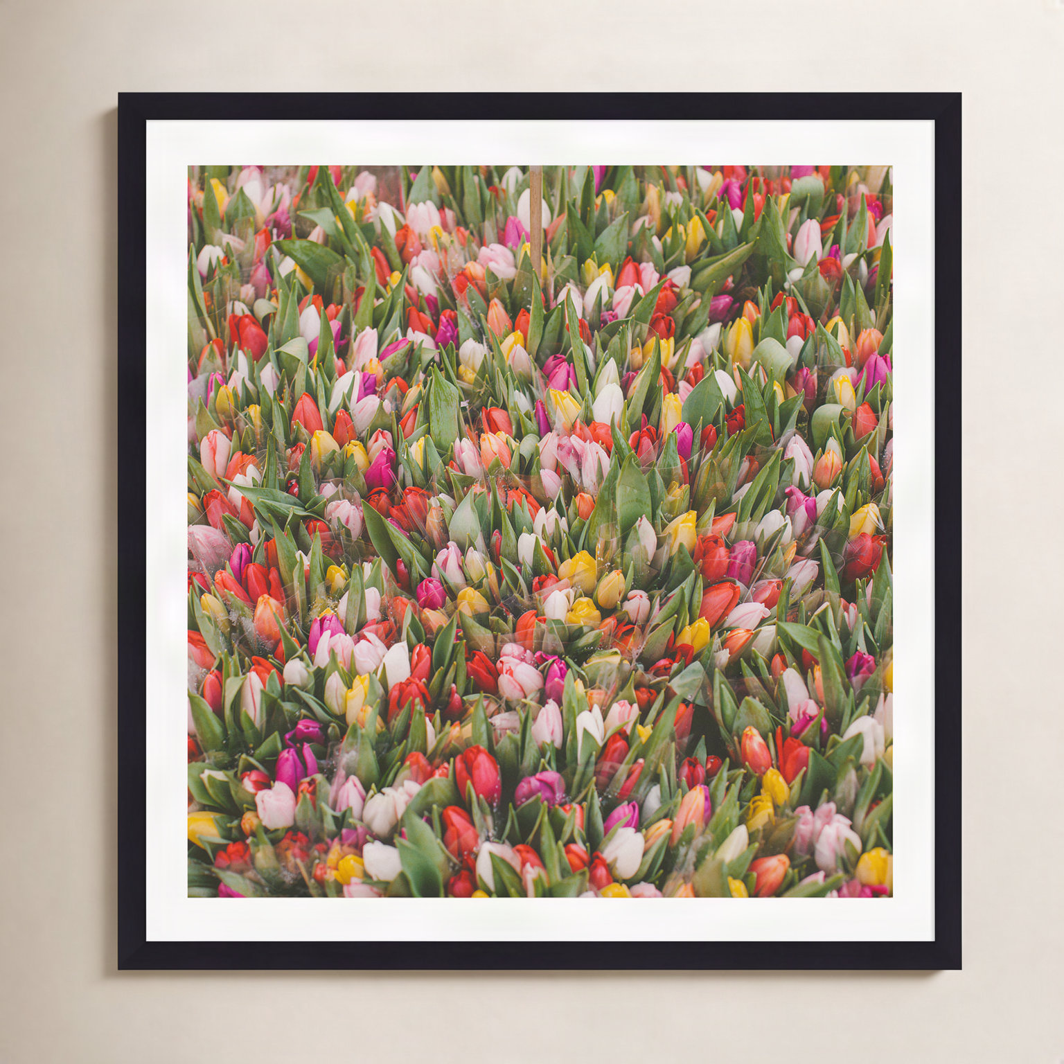 Thyrome "Rainbow Tulips" Print by Hello Twiggs, 12" H x 12" W x 0.75" D, Black Single Picture Framed, Yes