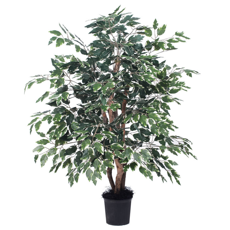 Sous-pot 42 po Ficus