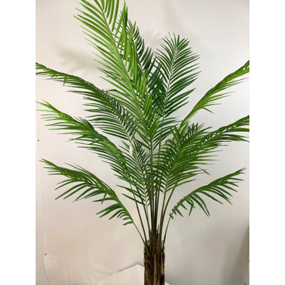 Palmier Areca 6 pi