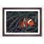 Peeping Clownfish - Picture Frame Painting Print-55583047-55583048