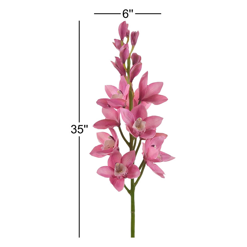 Orchidée cymidium