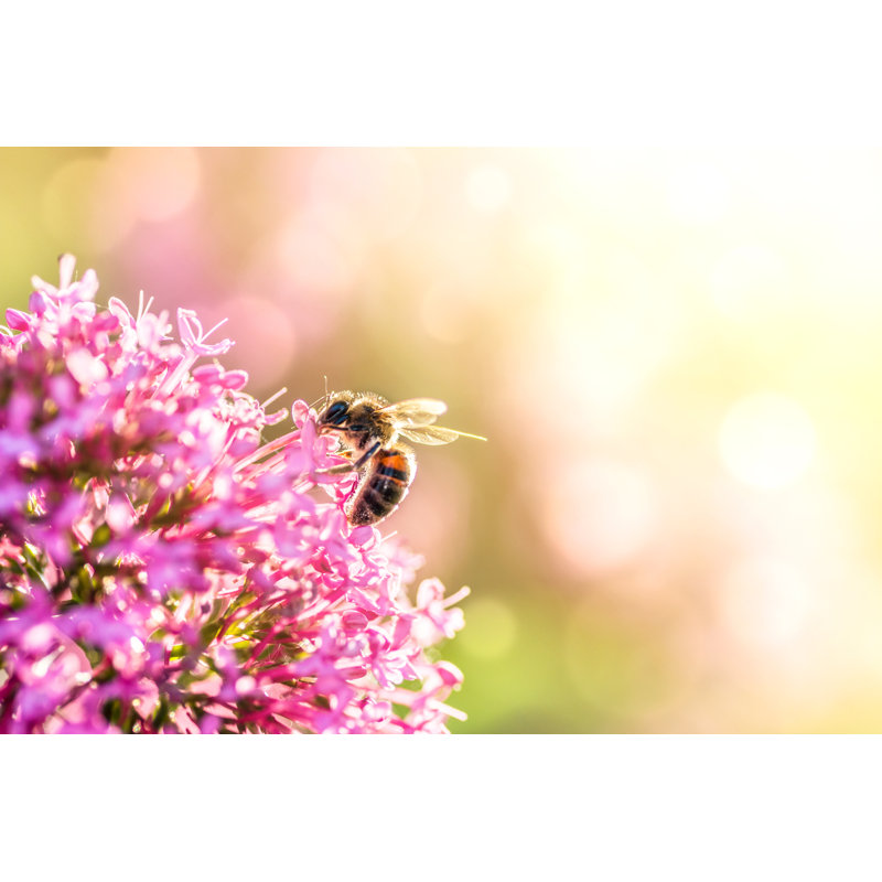 Bee On Pink Flower by Gregory_Dubus - Wrapped Canvas Print, 30cm H x 46cm W x 3.8cm D