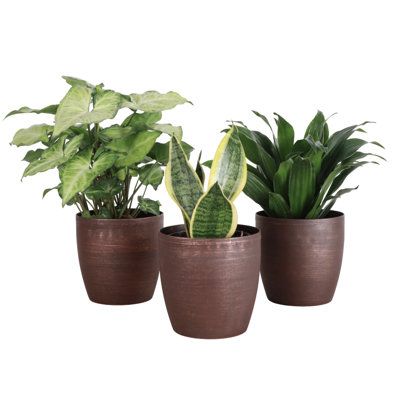 Live Low Light Houseplant Set