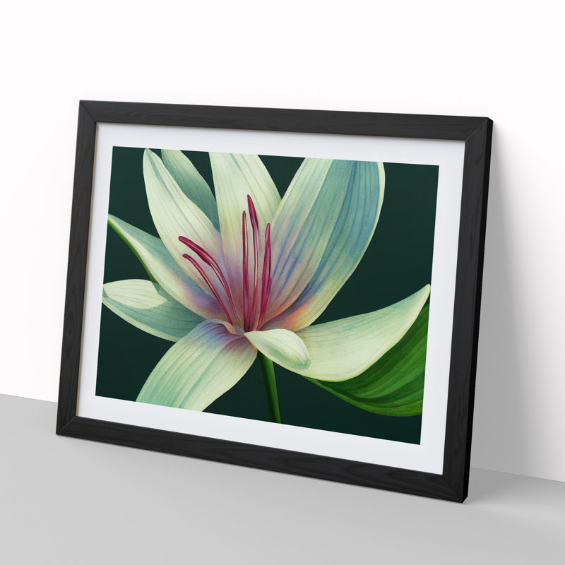 Dashing Lily Flower - Framed Print, Black, 46cm H x 64cm W x 2cm D