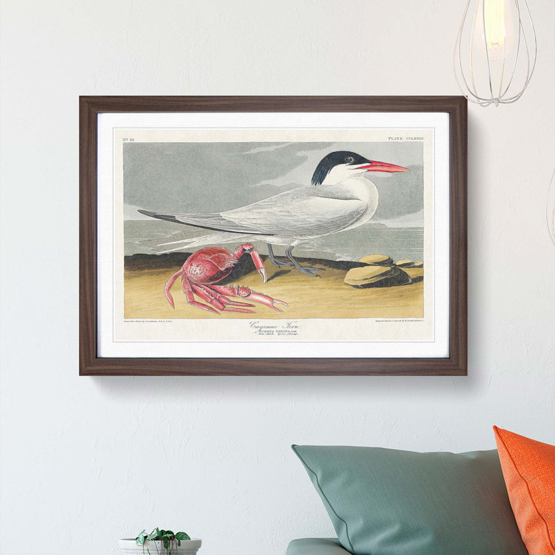 Cayenne Tern Bird with Crab by John James Audubon - Framed Print, 36cm H x 48cm W x 2cm D, Walnut Framed