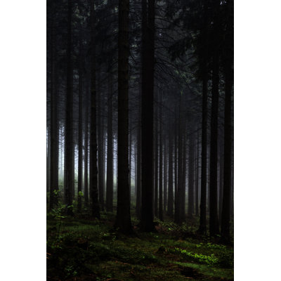 Upcoming Night In The Forest by Dirkbaltrusch - No Frame Art Prints on Canvas