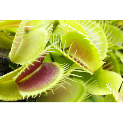 Venus Flytrap - Wrapped Canvas Print