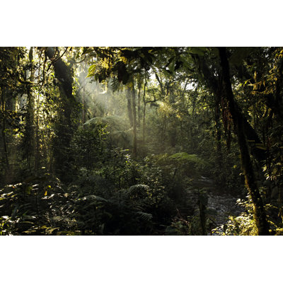 Bwindi Impenetrable Forest - Wrapped Canvas Print