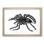 Tarantula Spider in Black & White by George Shaw - Picture Frame Drawing Print-55640379-55640380