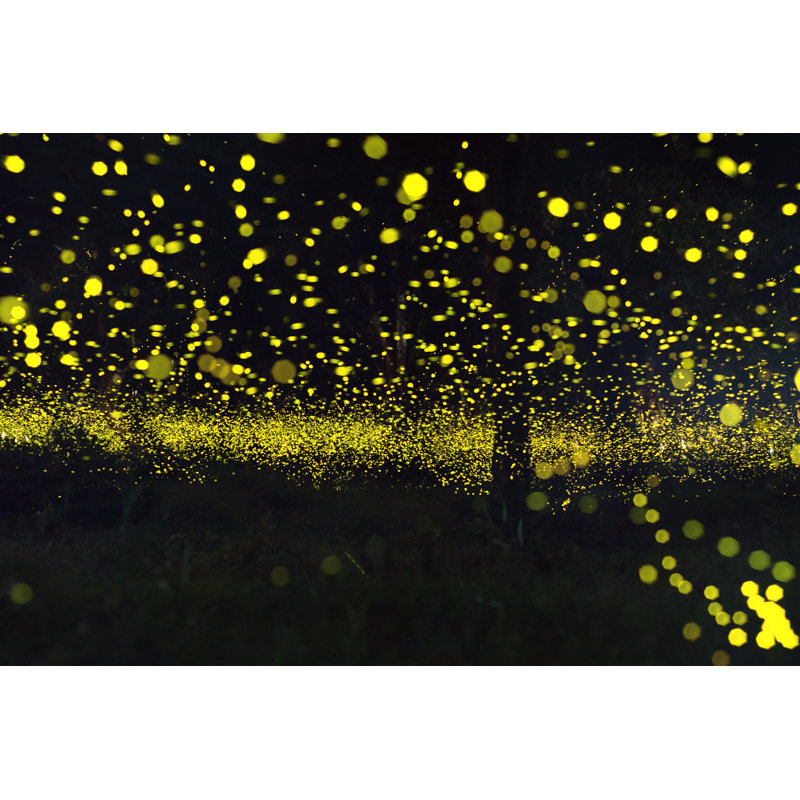 Kunala Firefly - Wrapped Canvas Print, 61cm H x 91cm W x 3.8cm D