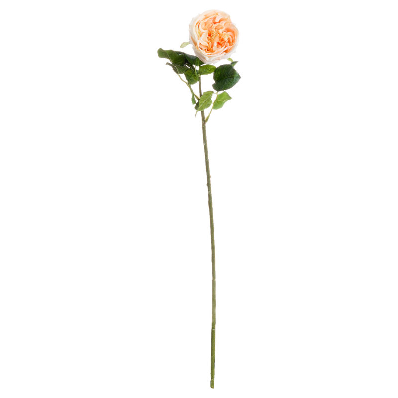 Anastasija Arrangement