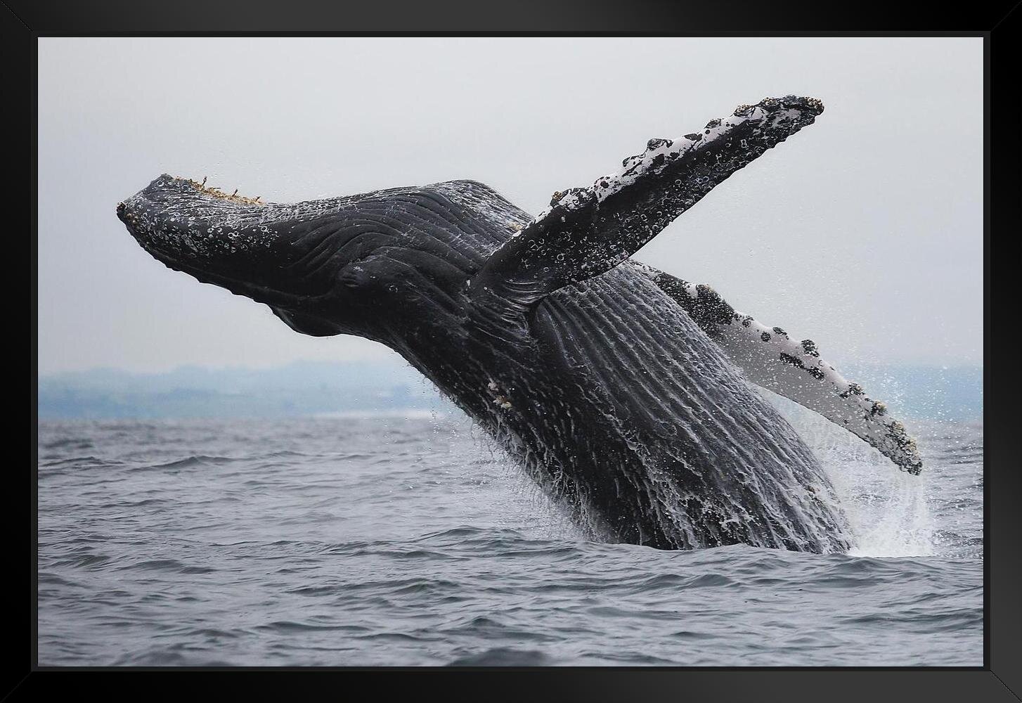 https://assets.wfcdn.com/im/59324914/compr-r85/1613/161321202/humpback-whale-breaching-photo-photograph-whale-pictures-large-whale-decor-whale-prints-wall-art-whale-room-decor-whale-wall-decor-for-nursery-matted-framed-art-wall-decor-26x20.jpg