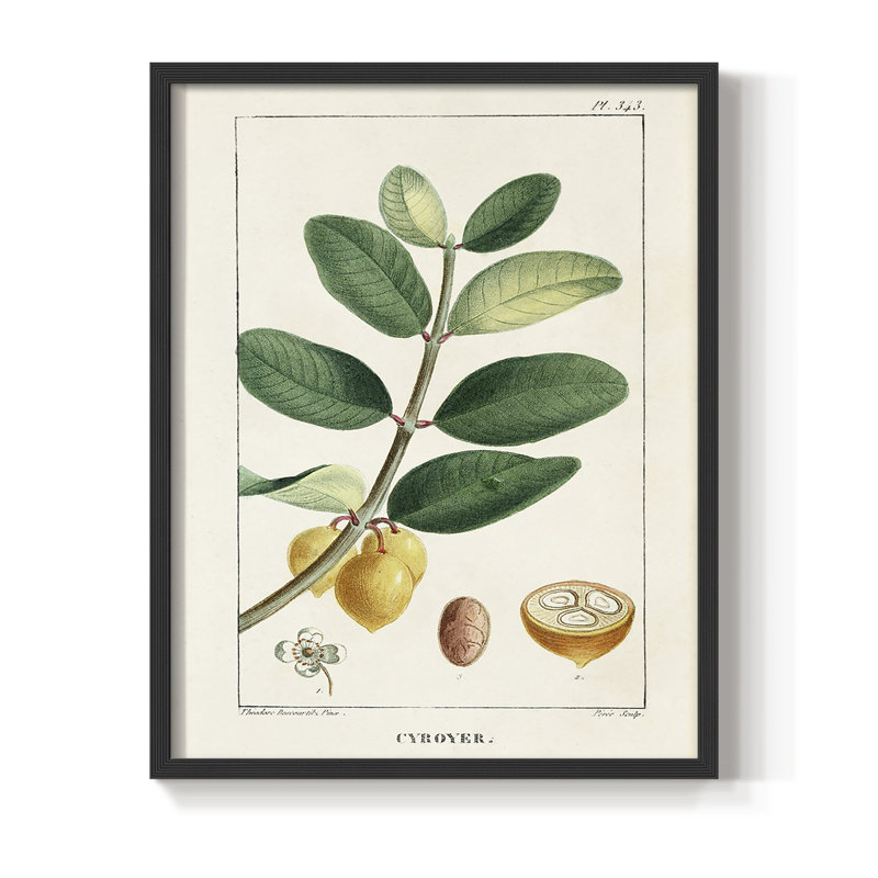 «Turpin Tropical Botanicals», reproduction encadrée en bois massif, Noir, H 10 po x l 8 po